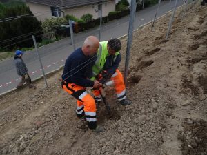 Weinberg Ockenfels - Weinreben werden gesetzt